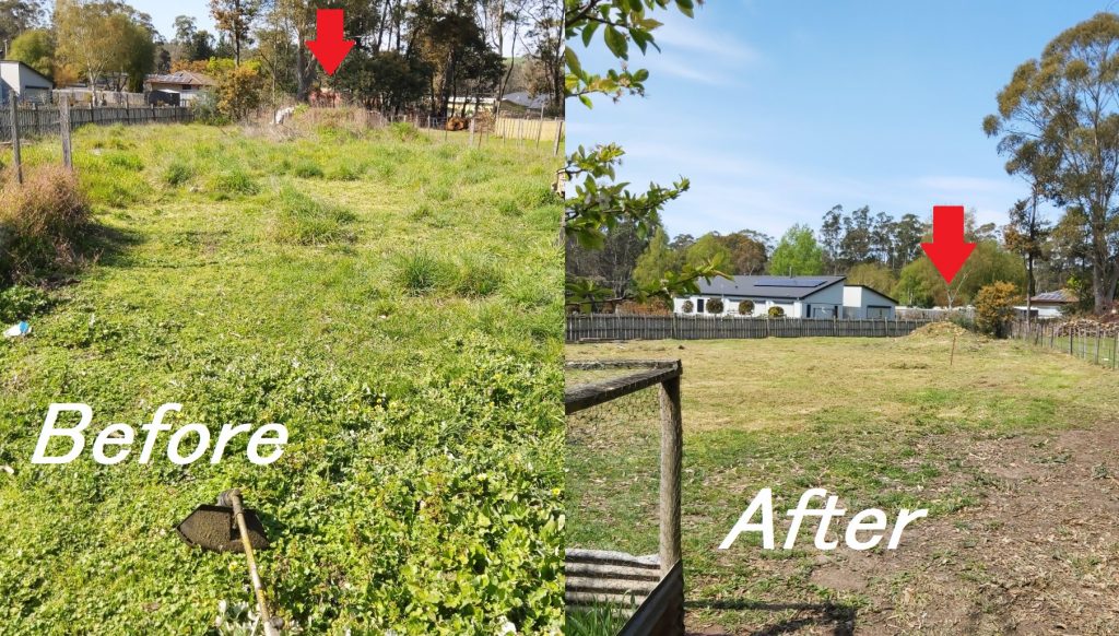 Ride on mowing and whipper snipping cabbage weed