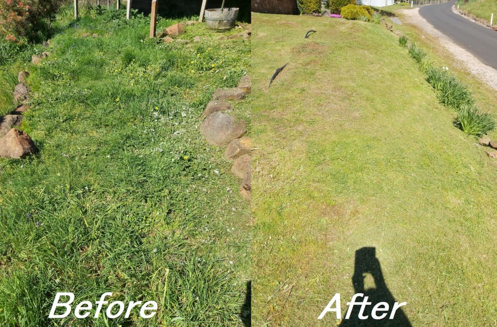 Whipper Snipping spear thisles, long grass